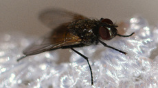 Stubenfliege (1).jpg